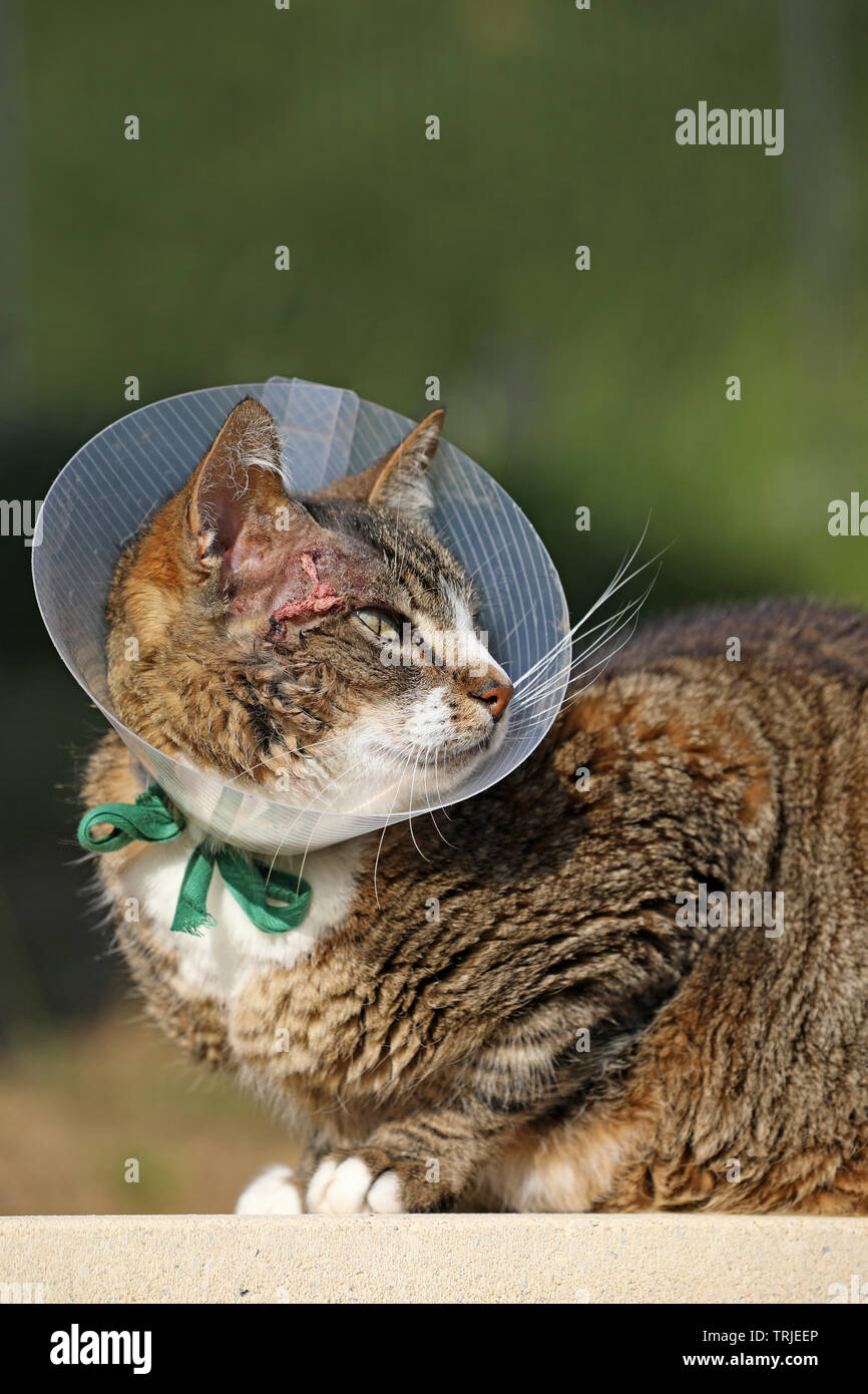 Chat malade. Cat portant un collier protecteur buster (aussi connu comme un collier élisabéthain) pour la protéger des rayures la plaie après l'opération Banque D'Images