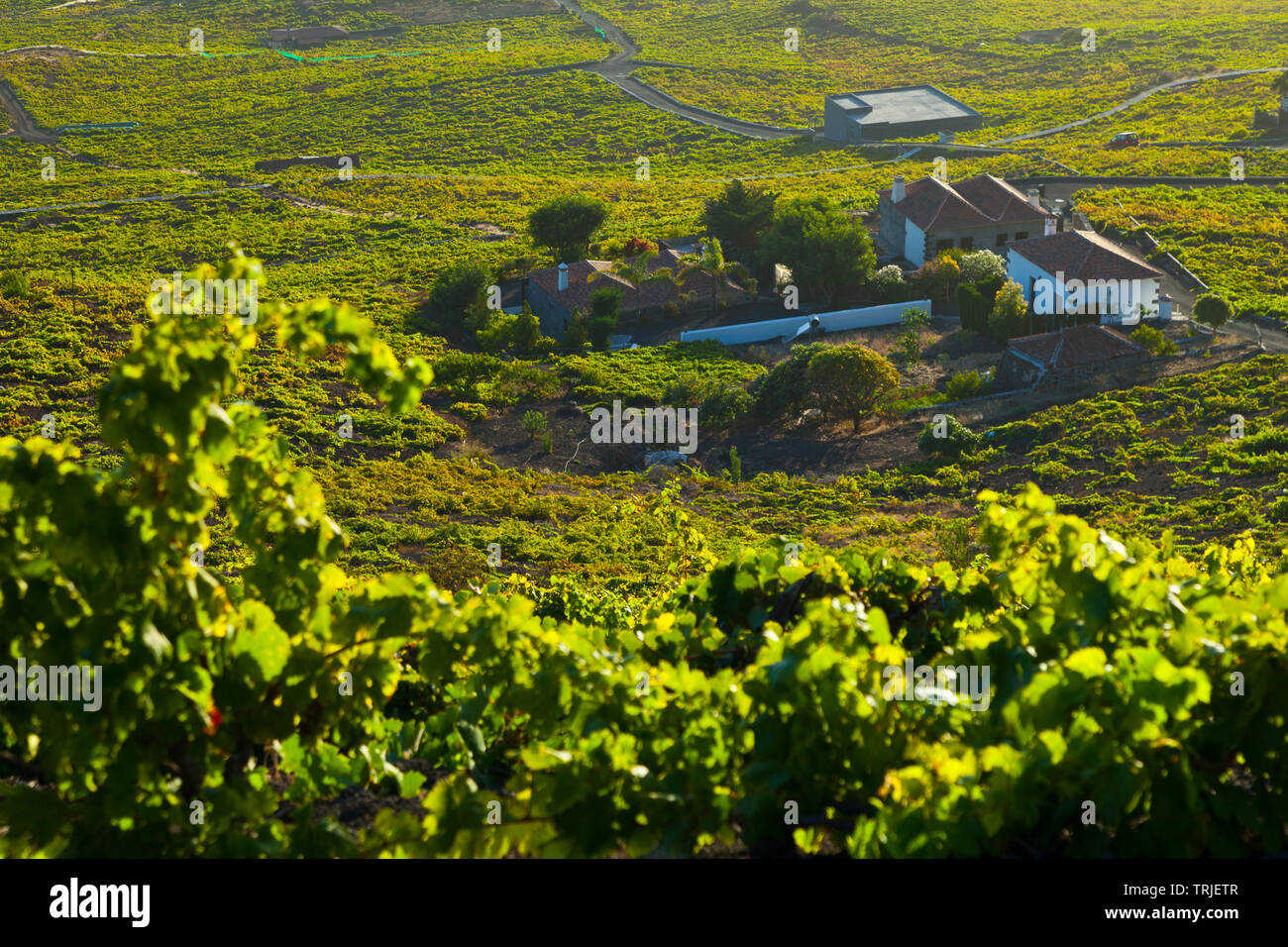 Viñedos de uva malvasía in ladera del volcán San Antonio. Caserío Los Quemados. Pueblo Fuencaliente. Isla La Palma. Provincia de Santa Cruz. Islas Canari Banque D'Images