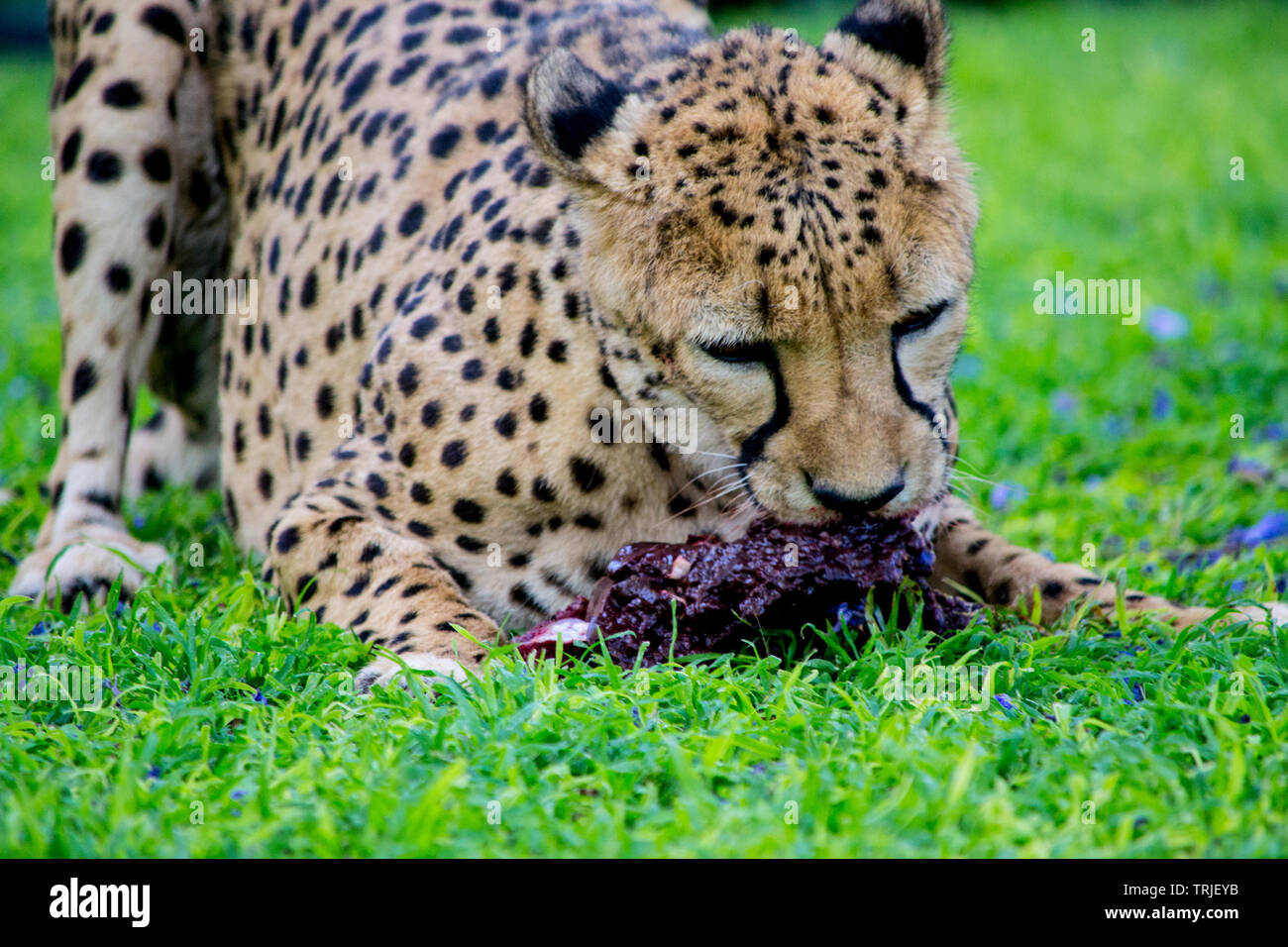 Cheetah manger et mâcher un morceau de viande dans l'herbe verte Banque D'Images