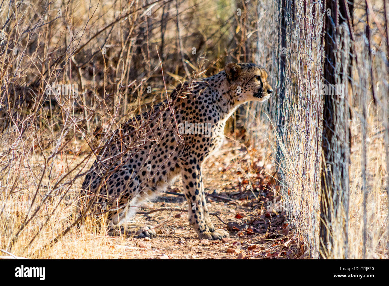 Alerté cheetah derrière un grillage Banque D'Images