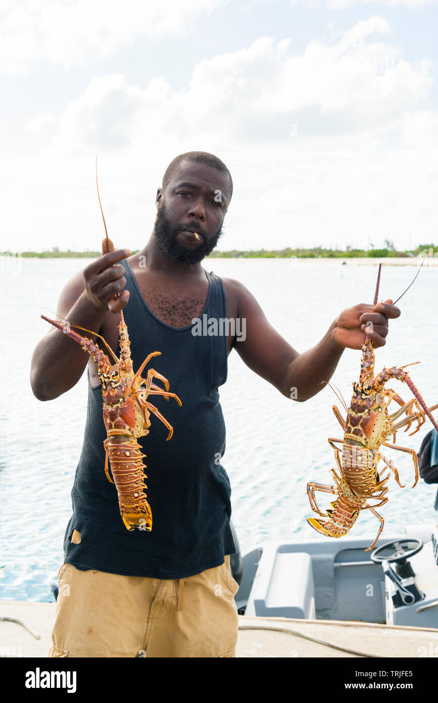 Fisherman holding les homards vivants dans les mains, des Caraïbes Banque D'Images