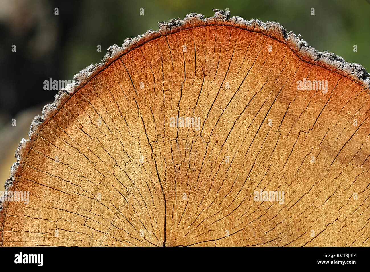 De texture arbre fraîchement coupé. L'article de vieux tronc avec anneaux annuels. Résumé Fond en bois. Vieux tronc d'arbre, fissurée, la section bois Banque D'Images