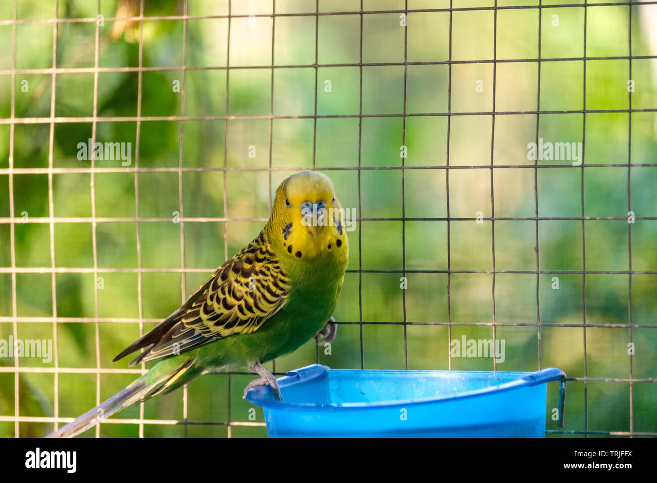 Perroquet perruche vert debout sur bac de cage en Banque D'Images