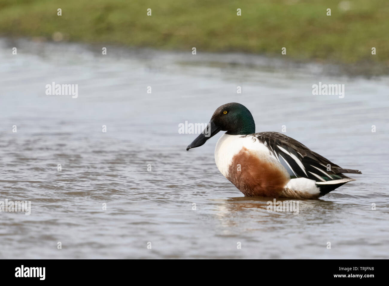 Le Canard souchet / Loeffelente ( Anas clypeata ), dans l'élevage des mâles adultes robe, assis, se reposant dans les eaux peu profondes, de la faune, de l'Europe. Banque D'Images