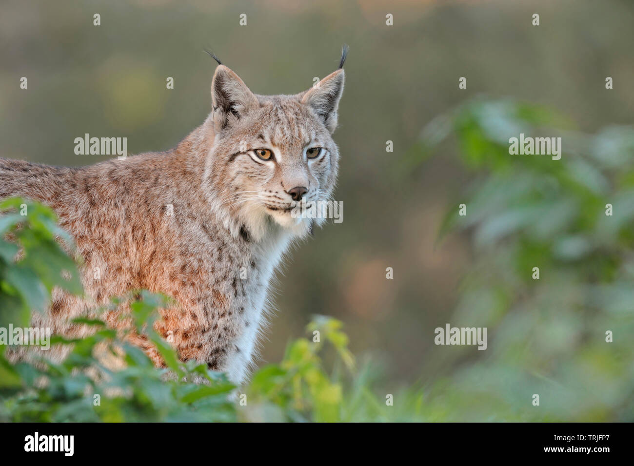 Lynx Boréal / Eurasischer Luchs (Lynx lynx), vieux, adultes de se cacher derrière des buissons, luminosité parfaite, regarder concentré, l'Europe. Banque D'Images