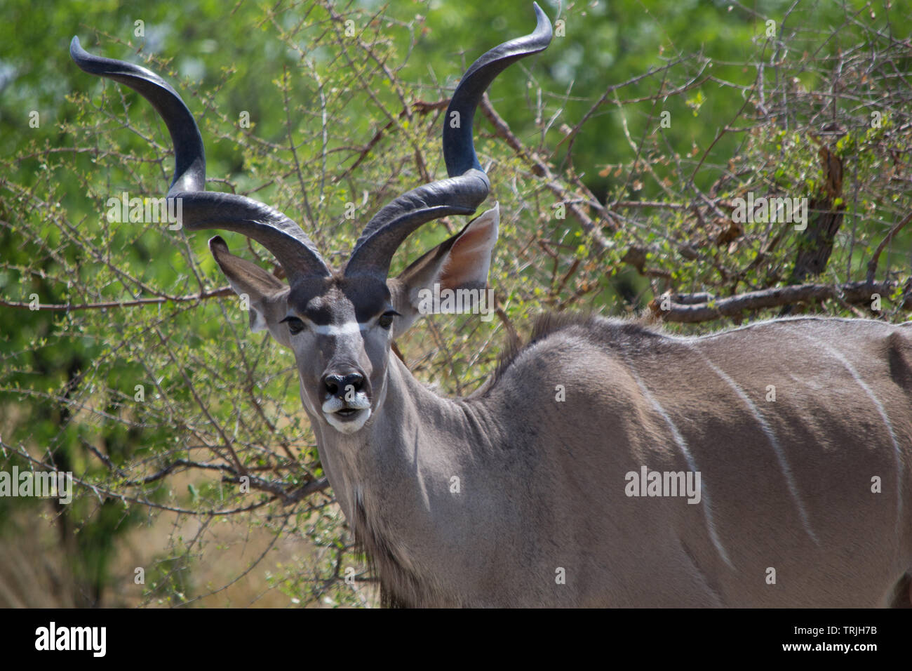Homme grand koudou (Tragelaphus strepsiceros), une antilope forestiers trouvés tout au long de l'Afrique orientale et australe. Banque D'Images