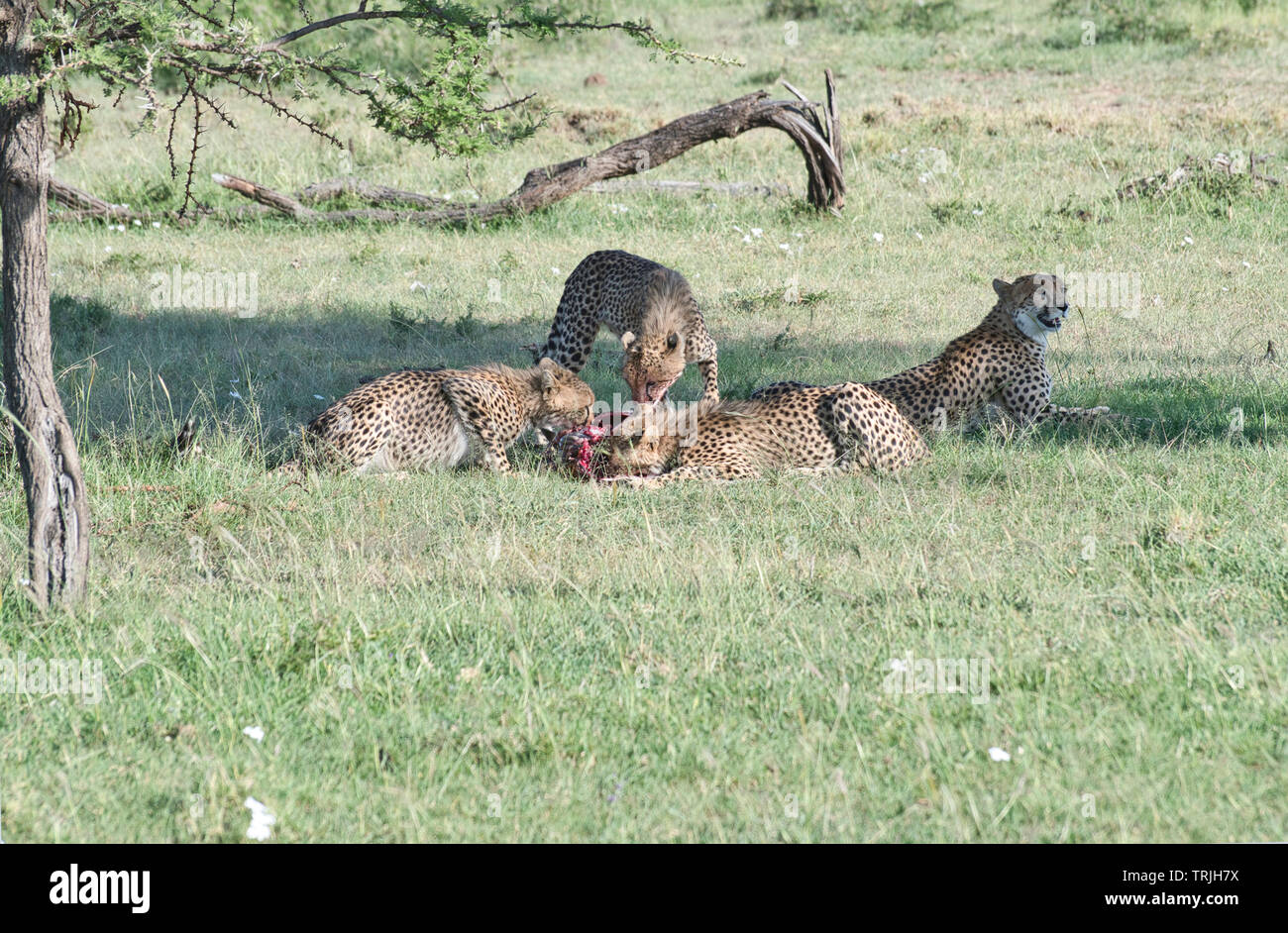 Trois jeunes guépards (Acinonyx jubatus) fête sur la gazelle de Thomson a pris par leur mère. Banque D'Images