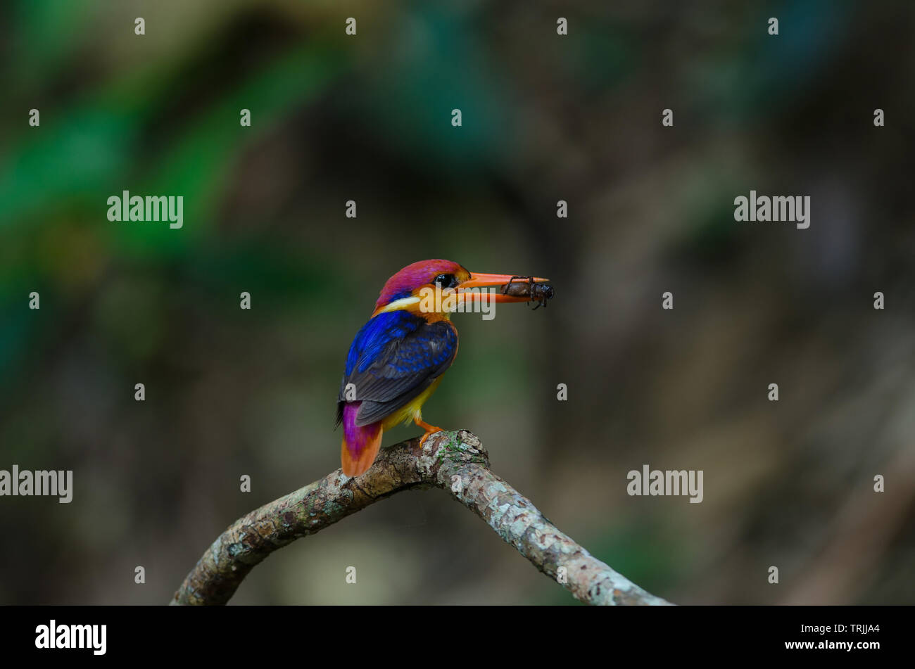 Soutenu noir ou Kingfisher Martin-Pêcheur Nain oriental perché sur direction générale et de la nourriture pour oiseaux de bébé Banque D'Images