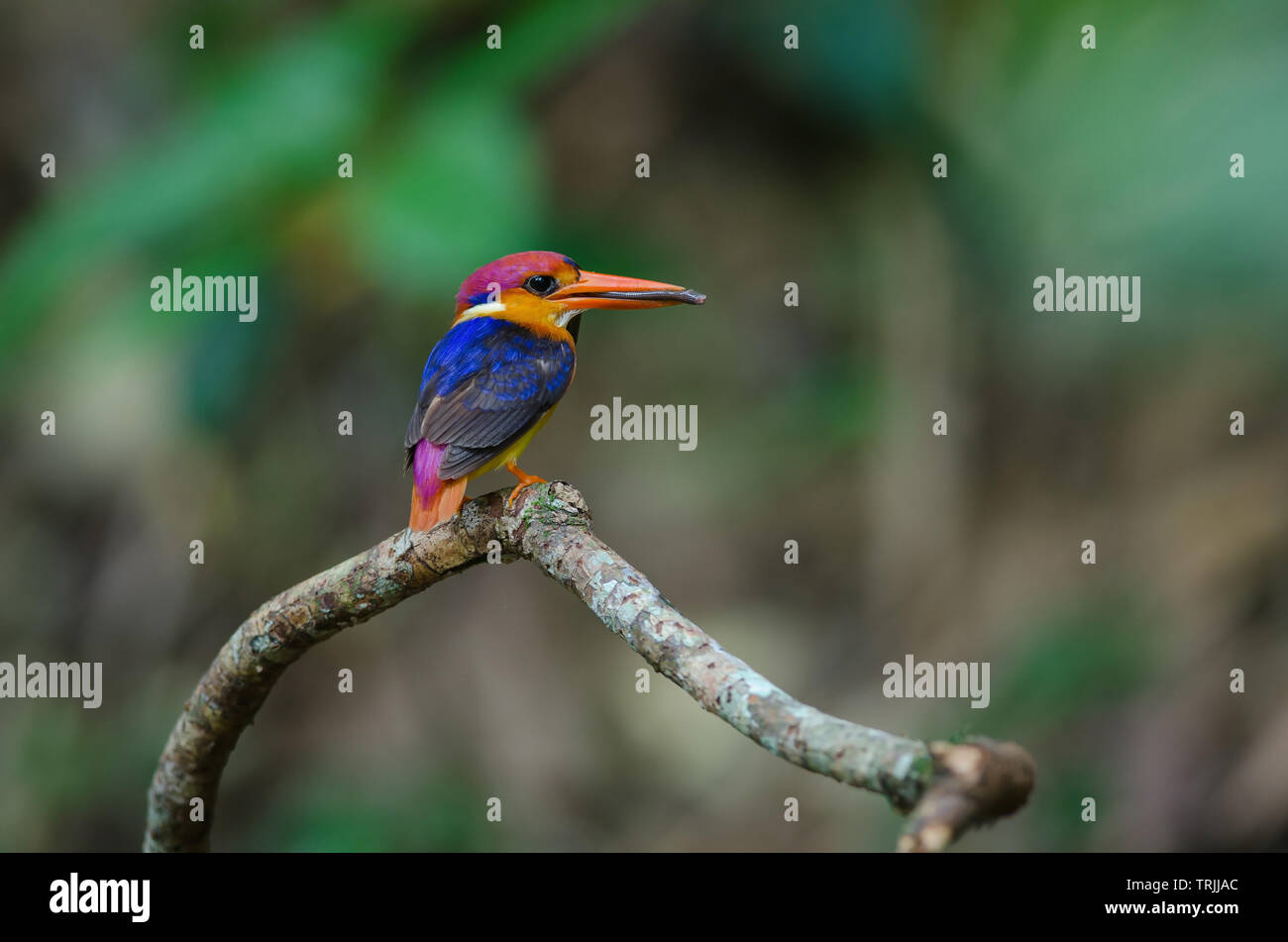 Soutenu noir ou Kingfisher Martin-Pêcheur Nain oriental perché sur direction générale et de la nourriture pour oiseaux de bébé Banque D'Images