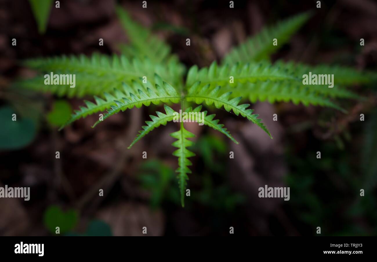 Kerala, Inde - 5 mai 2019 : Le sud de l'écran thermique, fougère Thelypteris Dryopteris ou kunthii normalis, est un adaptable et facile à cultiver les feuillus fougère indigènes Banque D'Images