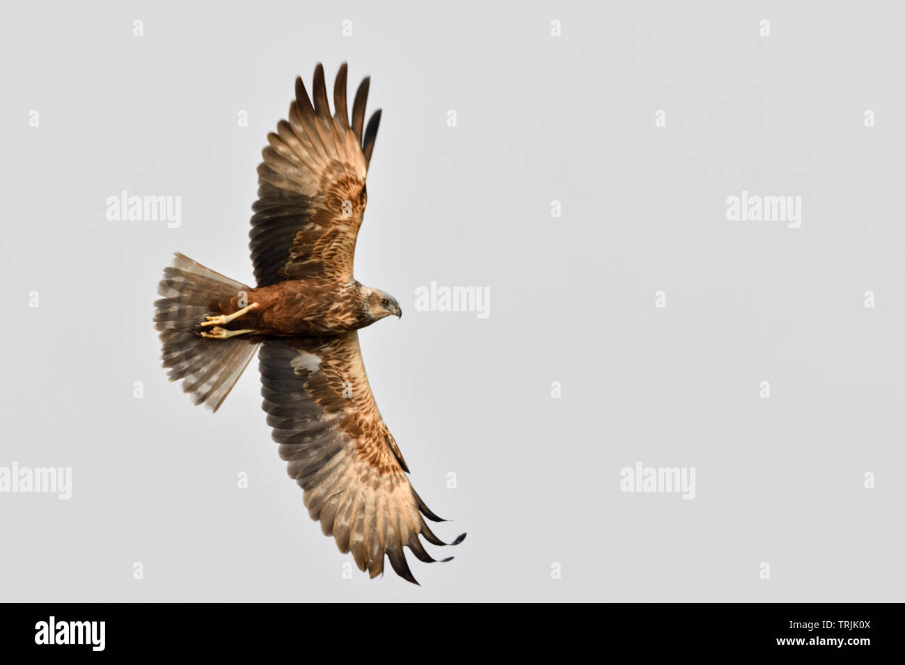 Western Marsh Harrier Rohrweihe / ( Circus aeruginosus ), adulte, mâle en vol, silhouette, vue de bas en haut, de la faune, des Pays-Bas, de l'Europe. Banque D'Images