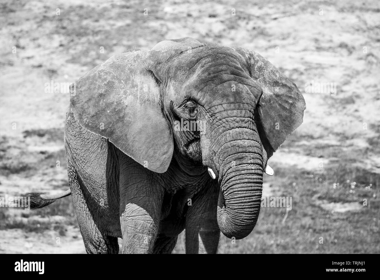 Photographie d'animaux noir et blanc : vue rapprochée de l'éléphant d'Afrique isolé (Loxodonta africana) en captivité en plein air sous le soleil Banque D'Images