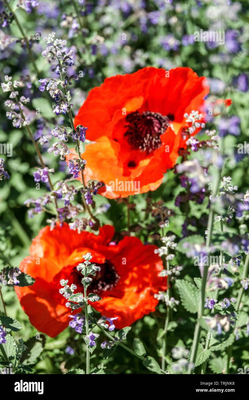 Fleurs rouge pavot dans nepeta bed Banque D'Images