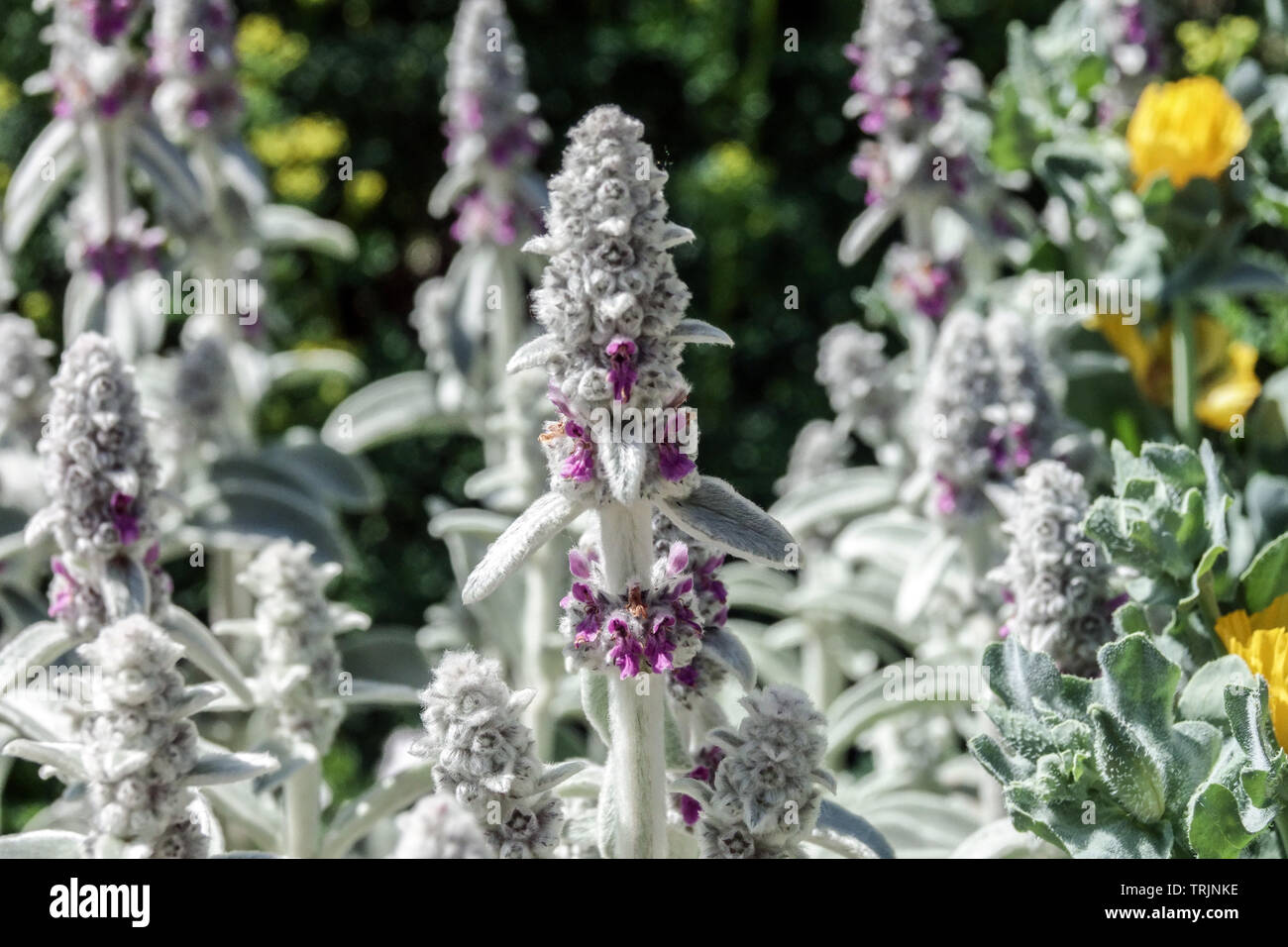 Tapis argenté Stachys, oreilles d'agneaux Banque D'Images