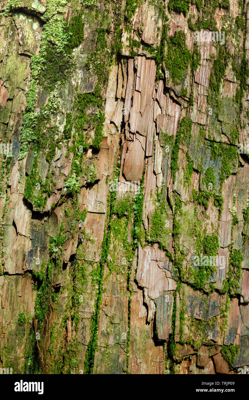 La texture de la peau de l'arbre centenaire Banque D'Images