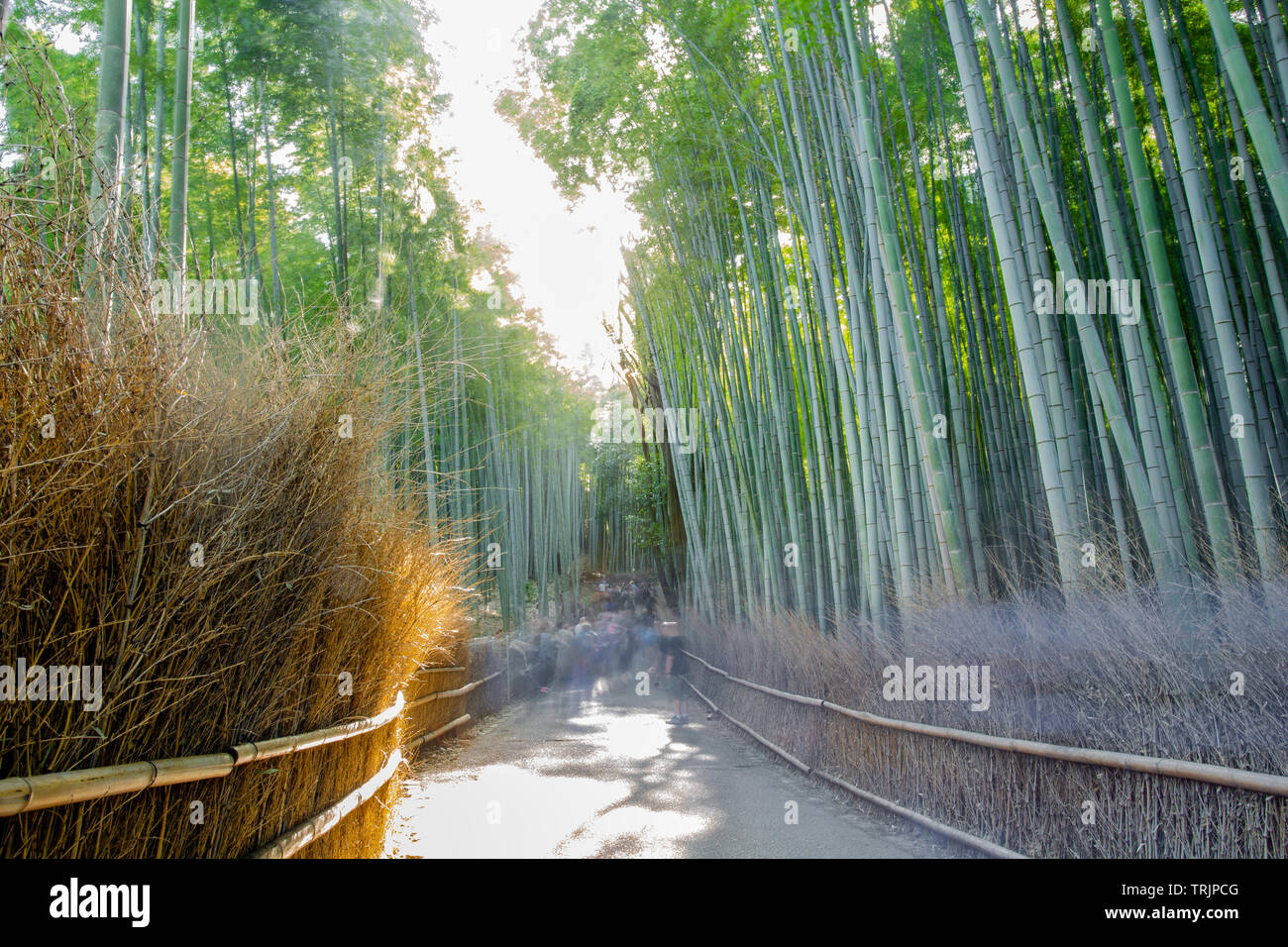 Milliers d'ombre d'Arashiyama Banque D'Images