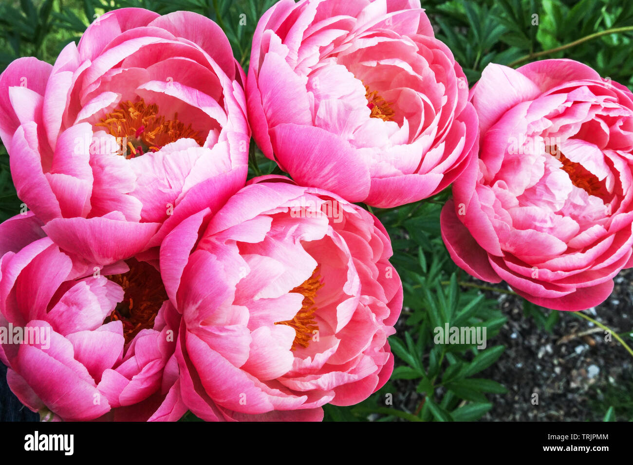 Fleurs de pivoine rose, pivoine 'Coral Charm' Pivoines Banque D'Images