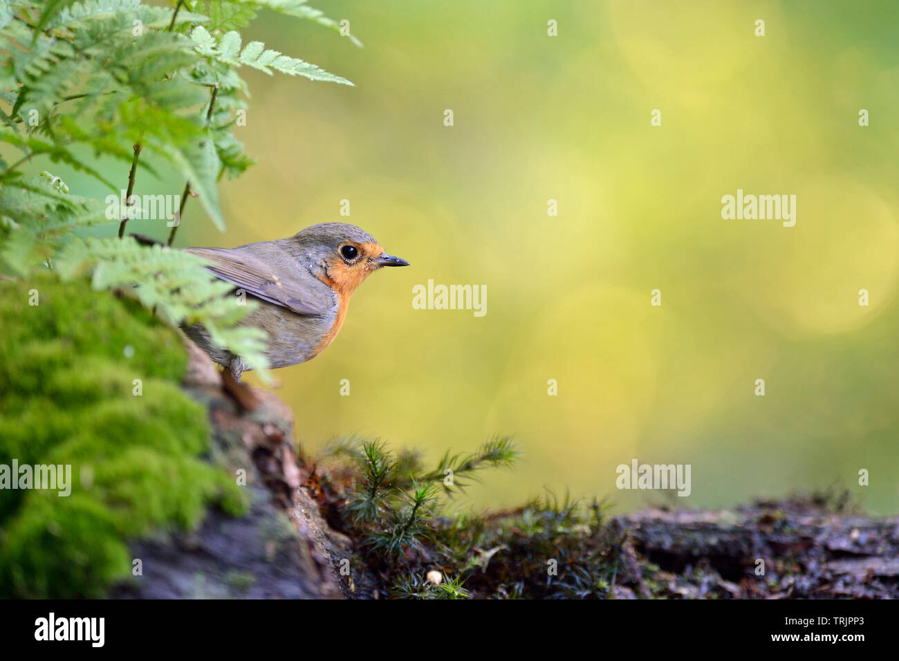Robin Redbreast / Rotkehlchen ( Erithacus rubecula aux abords ) en été, dans les environs, se cachant dans des underwoods, la faune, l'Europe. Banque D'Images