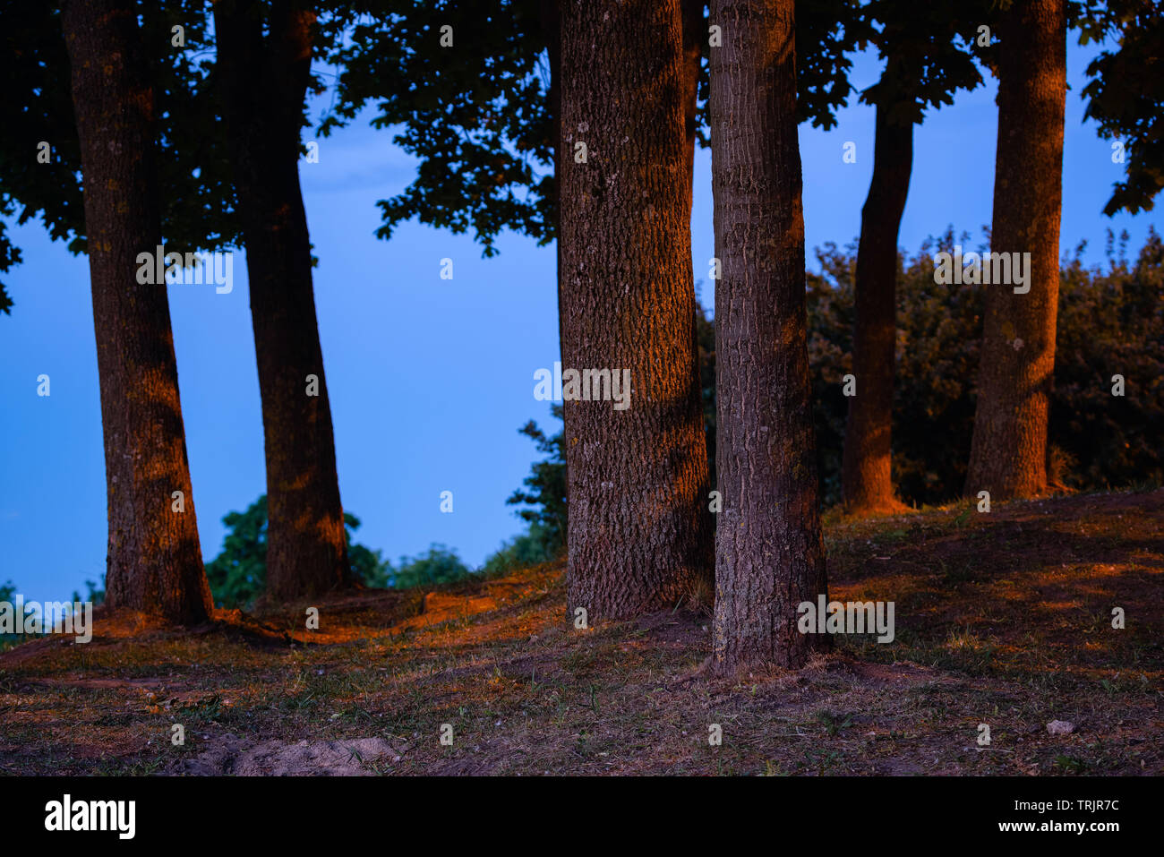 Linden luxuriant tronc de l'arbre d'ossature à l'heure bleu éclairé par des feux de côté rue. Tilleuls dans la nuit dans un parc public Banque D'Images
