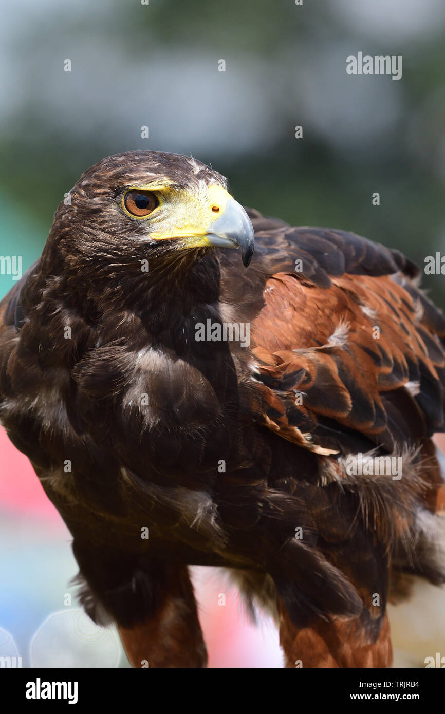 Close up portrait of a Harris parabuteo unicinctus (Hawk) Banque D'Images