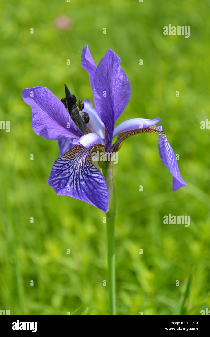 Wild iris bleu sur une prairie dans une journée ensoleillée Banque D'Images