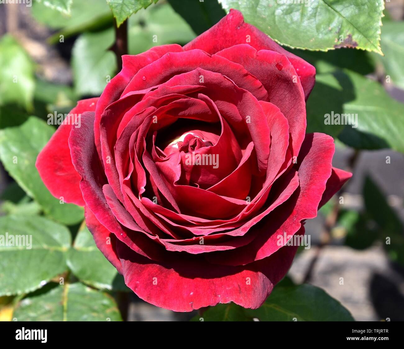 Rose rouge unique Banque D'Images