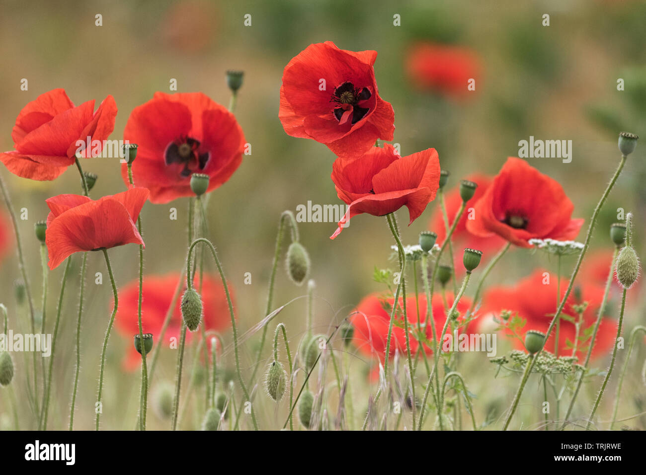 Coquelicots rouges en abondance, de champs de pavot. Banque D'Images