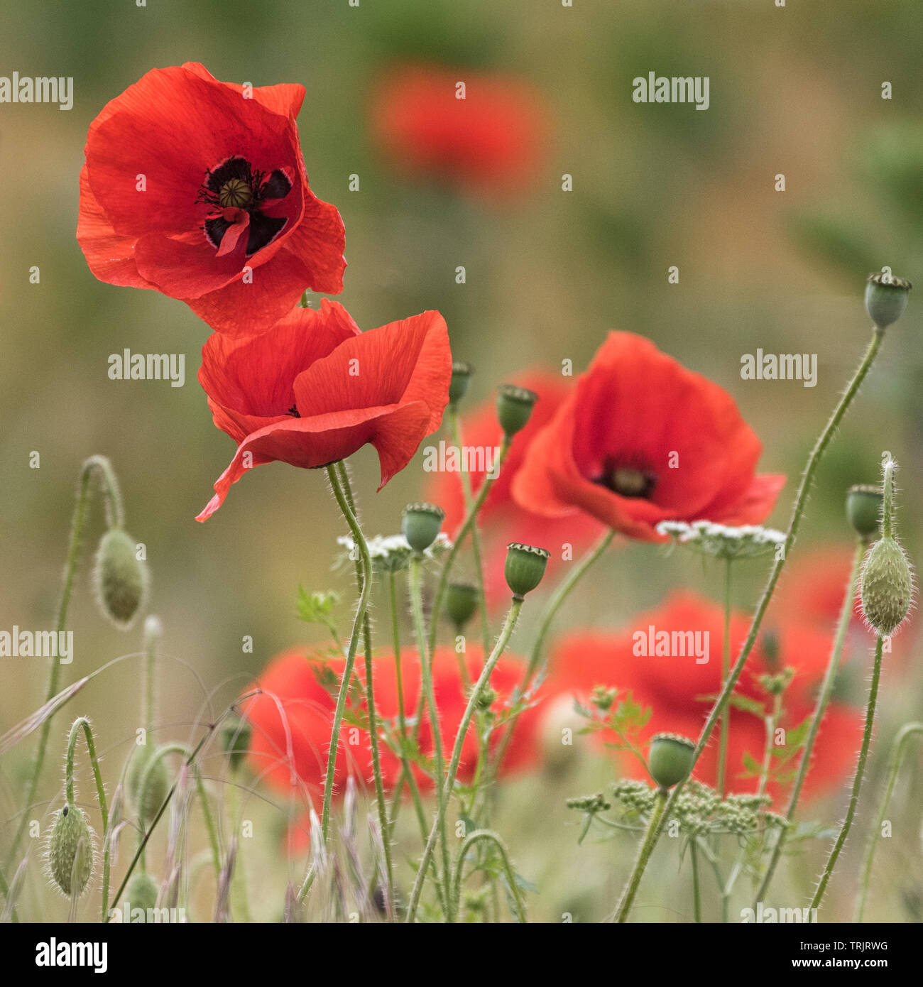 Coquelicots rouges en abondance, de champs de pavot. Banque D'Images