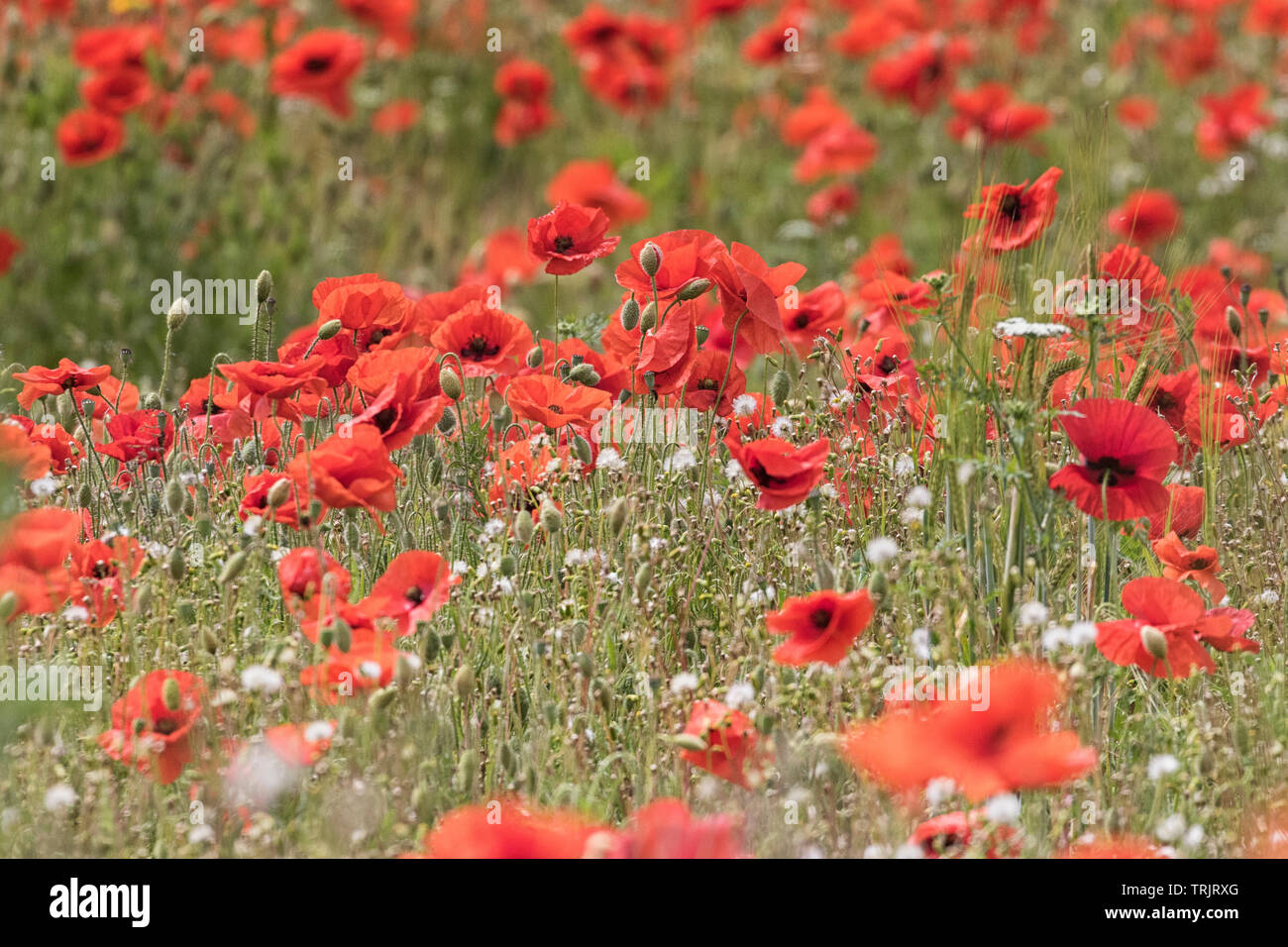 Coquelicots rouges en abondance, de champs de pavot. Banque D'Images