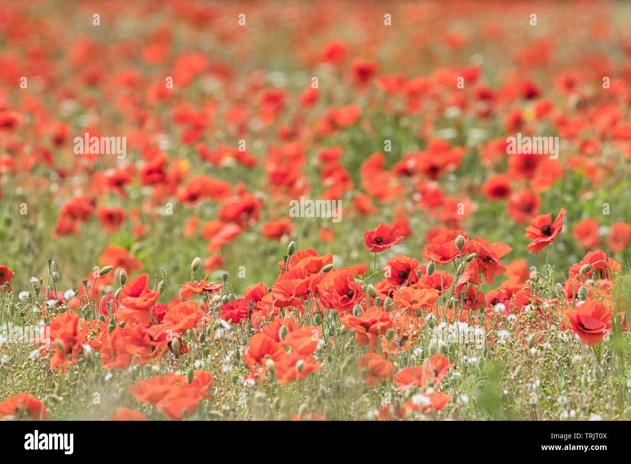 Coquelicots rouges en abondance, de champs de pavot. Banque D'Images