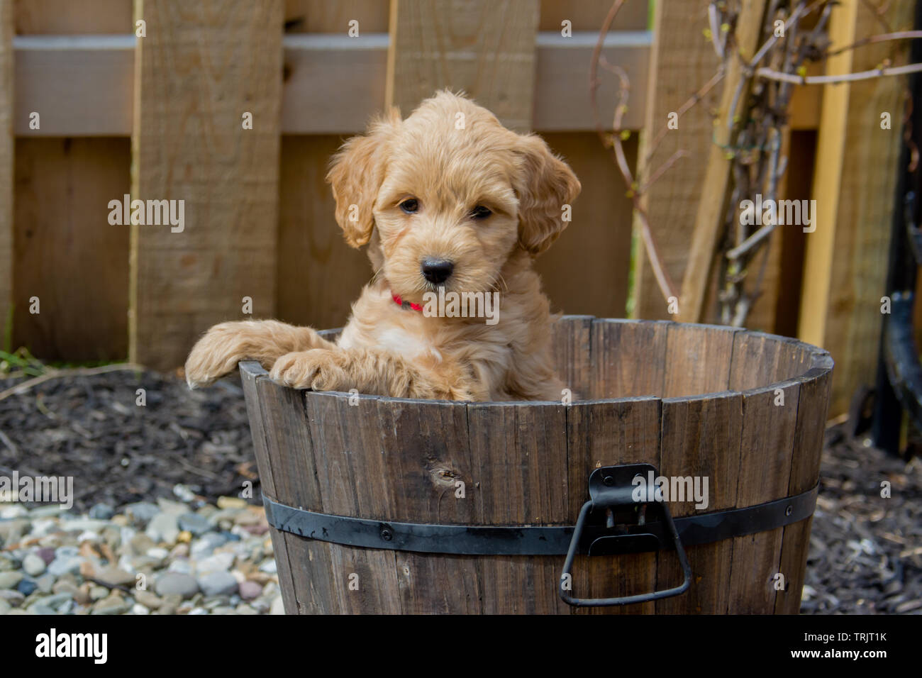 Le F1b Mini Goldendoodle est produit par un croisement F1 Goldendoodle (qui est la moitié de la moitié et golden retriever caniche standard) avec un mini caniche. Banque D'Images