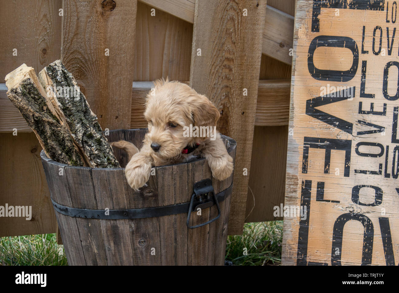 Le F1b Mini Goldendoodle est produit par un croisement F1 Goldendoodle (qui est la moitié de la moitié et golden retriever caniche standard) avec un mini caniche. Banque D'Images