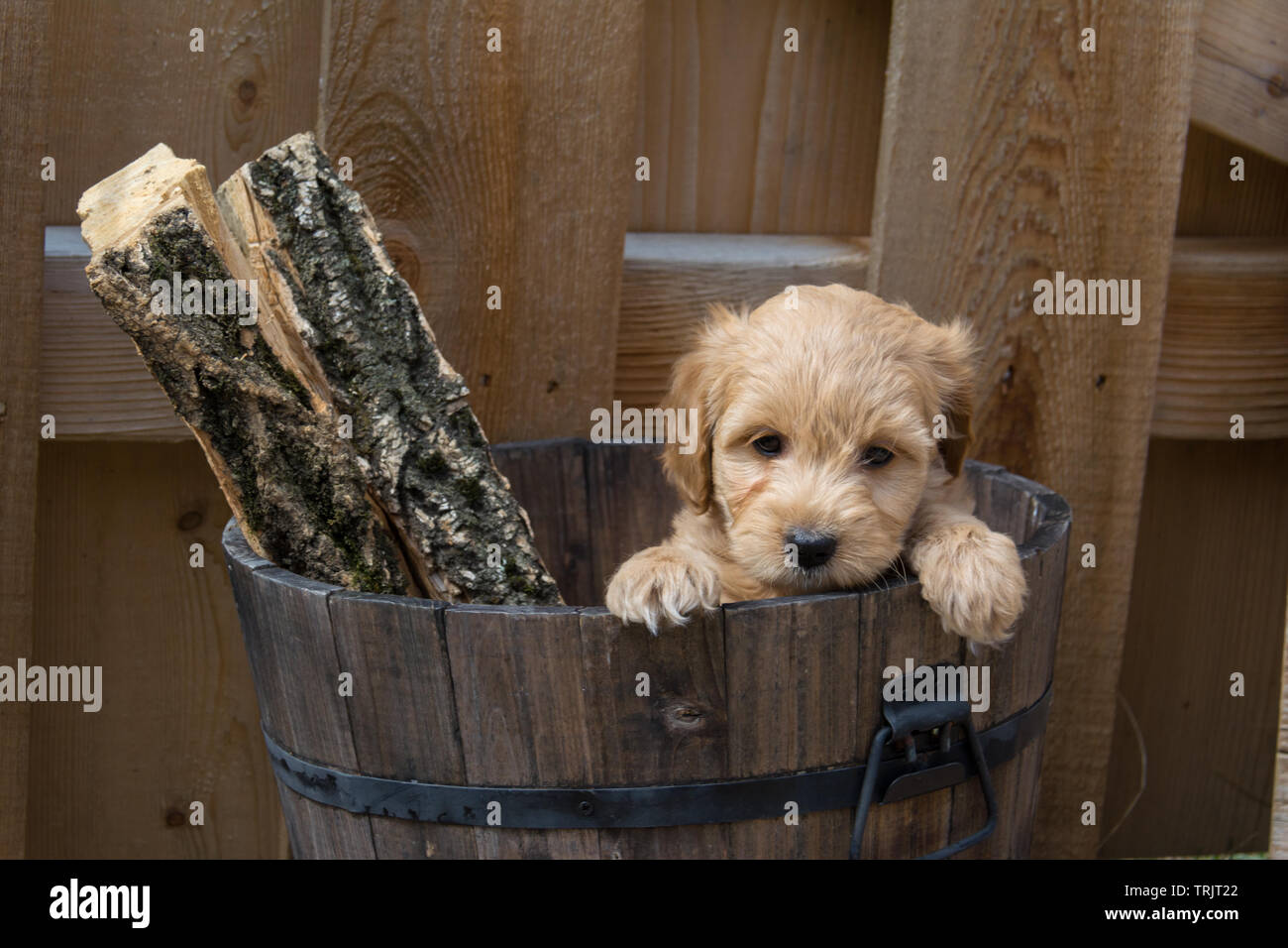 Le F1b Mini Goldendoodle est produit par un croisement F1 Goldendoodle (qui est la moitié de la moitié et golden retriever caniche standard) avec un mini caniche. Banque D'Images