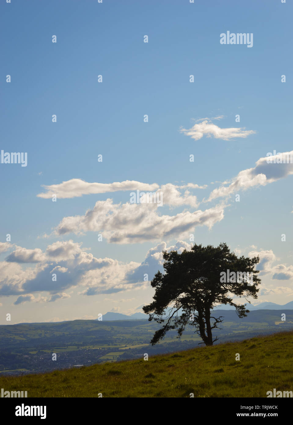 Un seul arbre sur un fond de montagnes de l'Clwydian Range dans le Nord du Pays de Galles près de Snowdonia, Banque D'Images