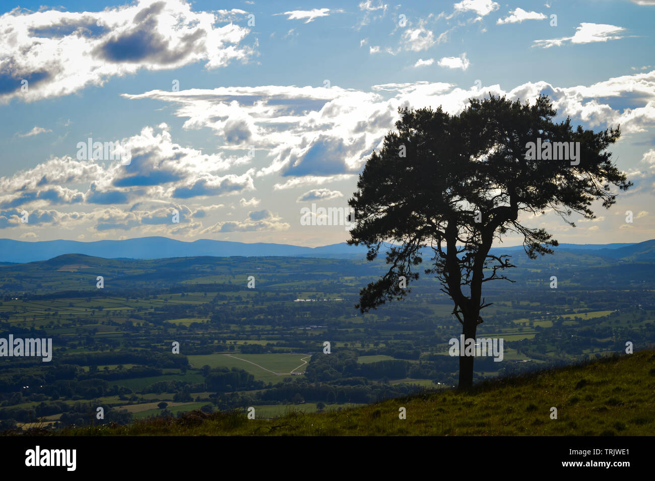 Un seul arbre sur un fond de montagnes de l'Clwydian Range dans le Nord du Pays de Galles près de Snowdonia, Banque D'Images