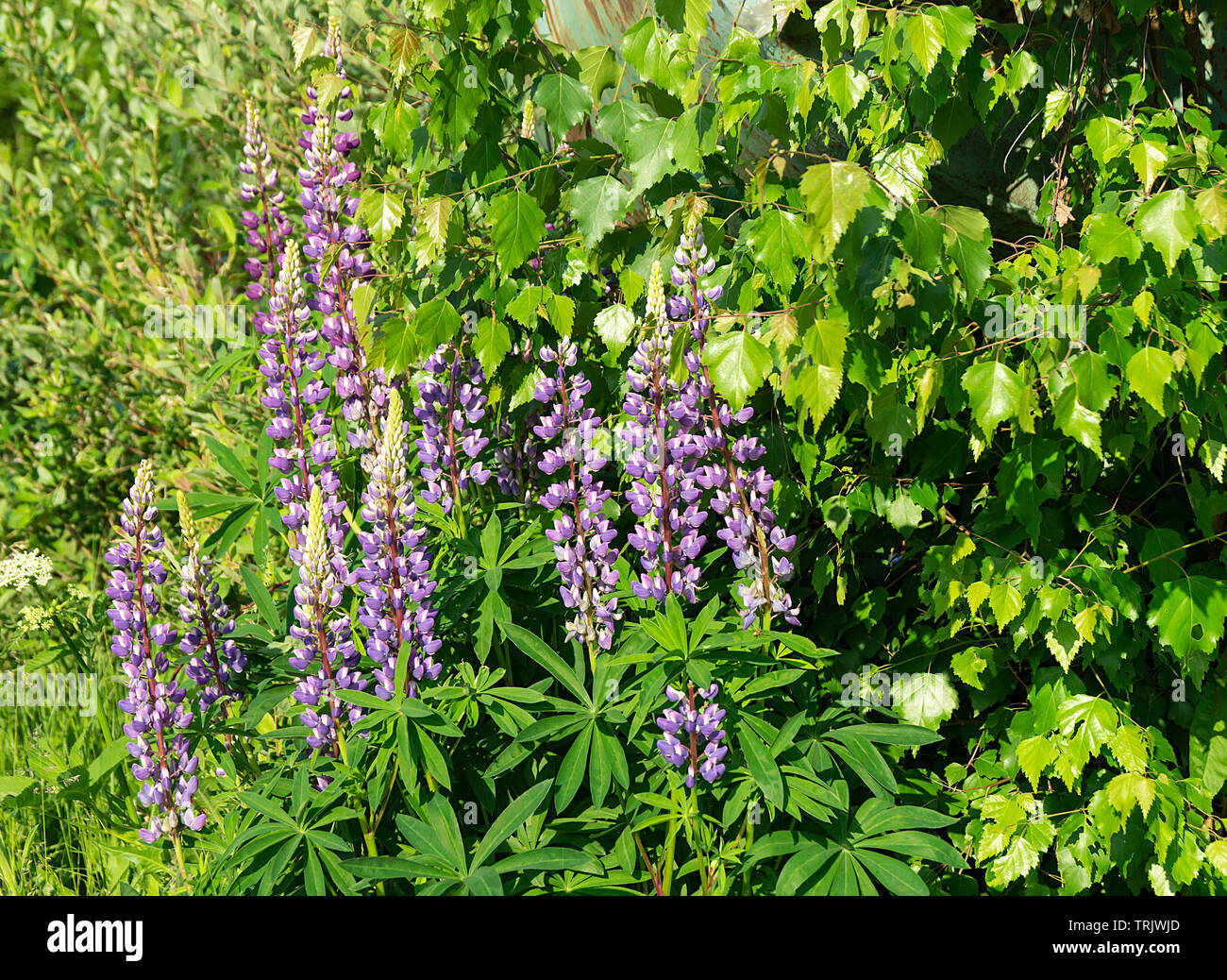 Fleur de lupin l'arrière-plan de l'sur herbe verte à jour solaire de l'année Banque D'Images