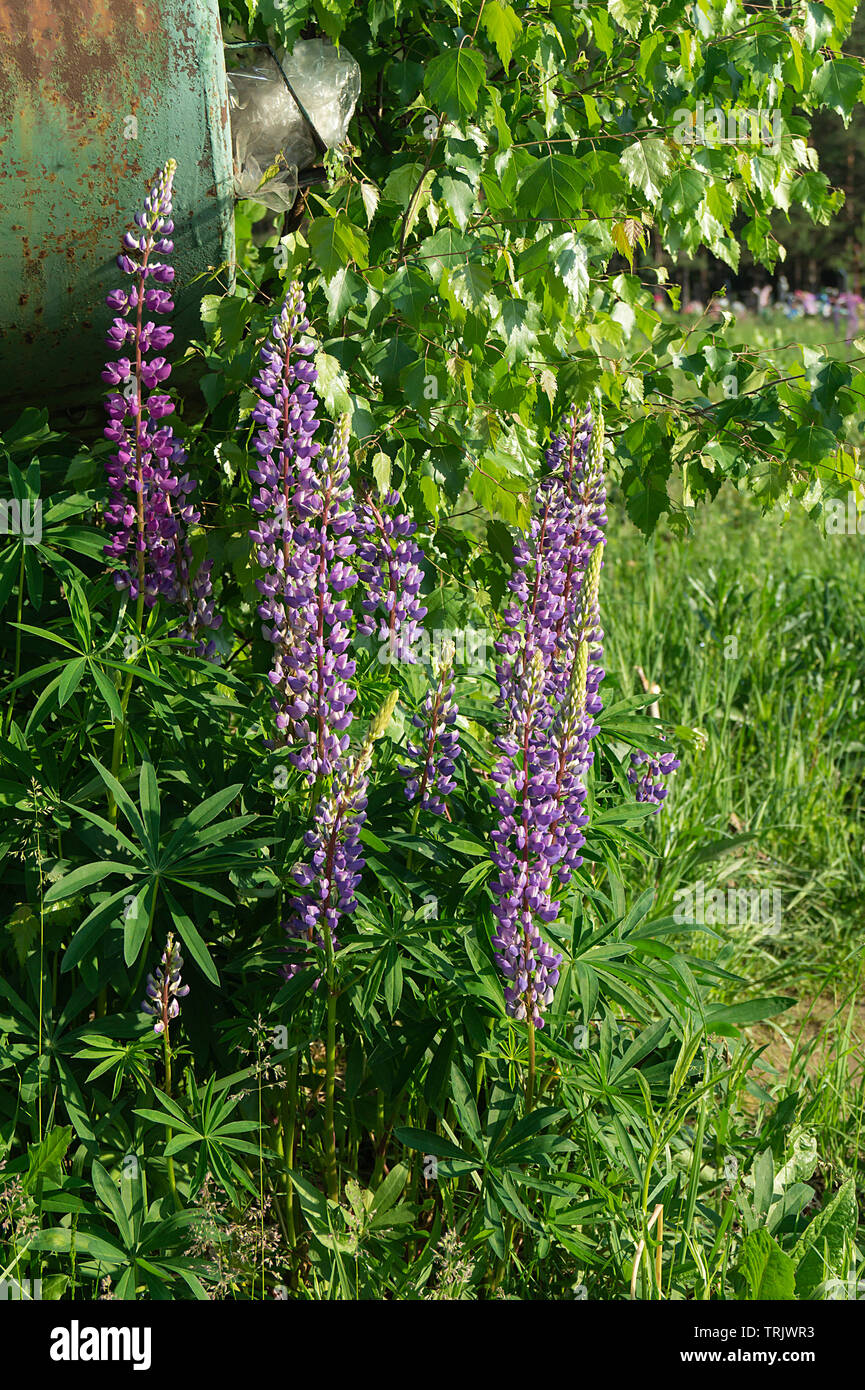 Fleur de lupin l'arrière-plan de l'sur herbe verte à jour solaire de l'année Banque D'Images