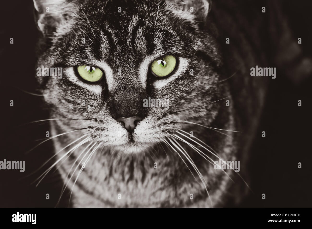 Closeup Portrait De Chat Tigre Gris Isole Sur Fond Noir Belle Image En Noir Et Blanc Avec Des Yeux De Chat Vert A La Recherche Sur L Appareil Photo Photo Stock Alamy Closeup Portrait De Chat Tigre Gris Isole Sur Fond Noir Belle Image En Noir Et Blanc Avec Des Yeux De Chat Vert A La Recherche Sur L Appareil Photo Photo Stock Alamy