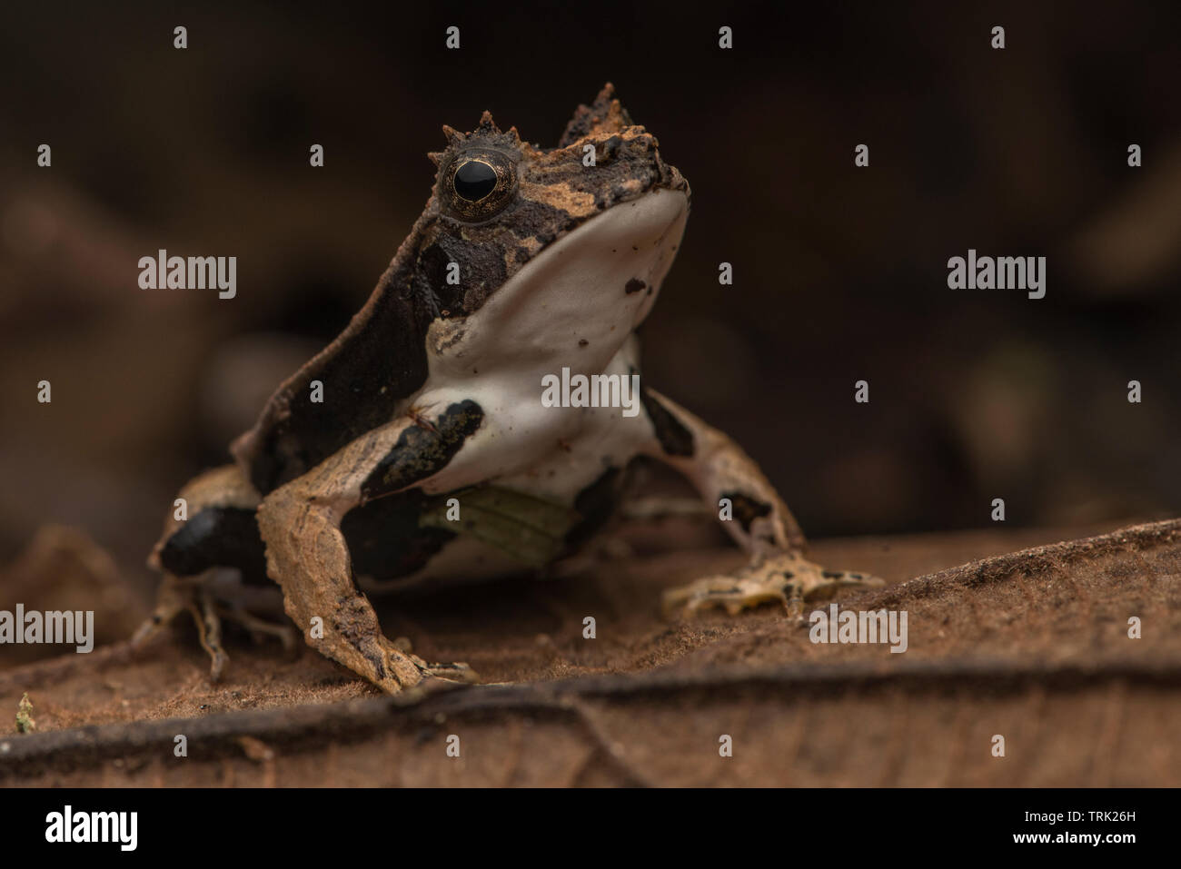 Edalorhina perezi (Perez's snouted grenouille) est un crapaud comme de la jungle amazonienne, il ressemble à une feuille morte et vit sur le sol de la forêt. Banque D'Images