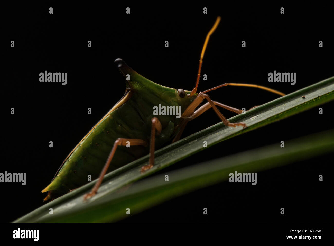 Un bouclier bug de ramper sur la végétation de la forêt amazonienne, la plus grande biodiversité de la planète. Banque D'Images