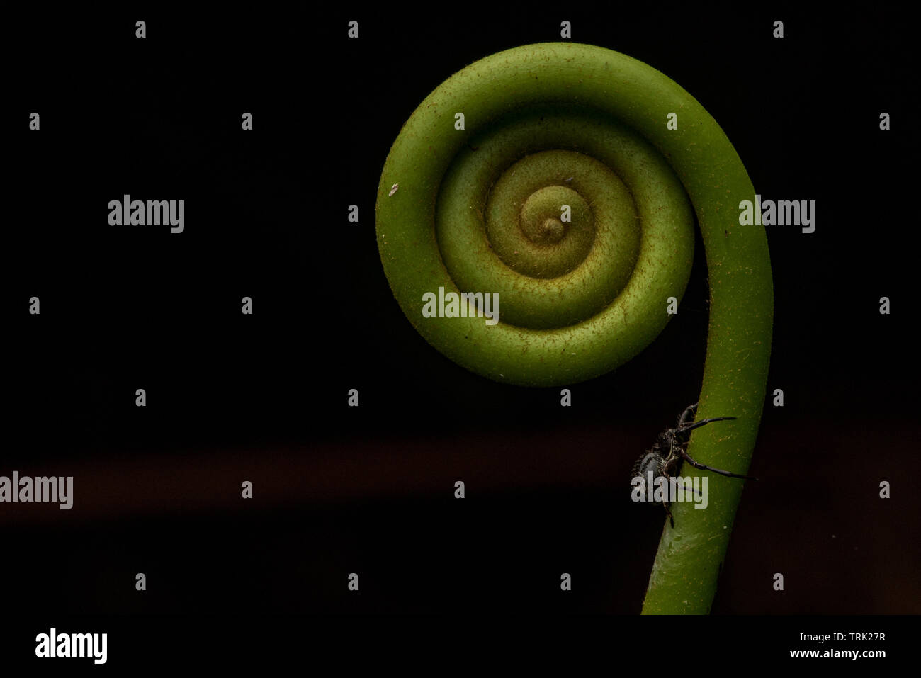 Une nouvelle forme de fougère une forme en spirale comme elle pousse avant qu'elle se déploie. Banque D'Images