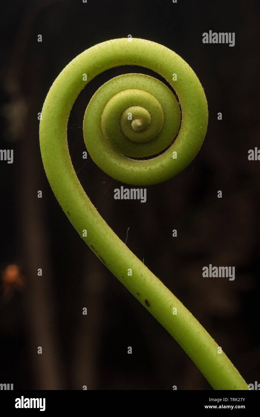 Une nouvelle forme de fougère une forme en spirale comme elle pousse avant qu'elle se déploie. Banque D'Images