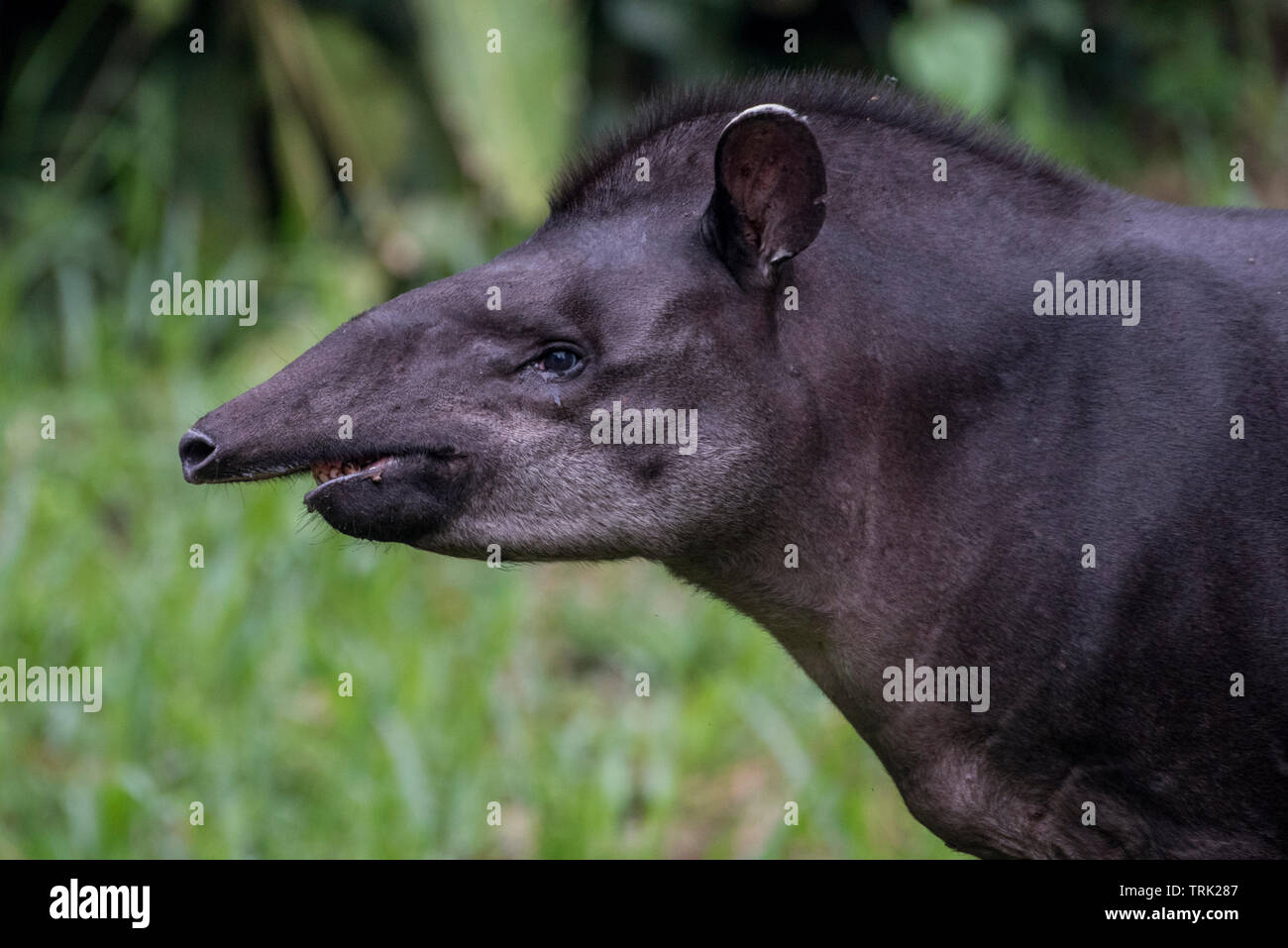 Tapir d'Amérique du Sud (Tapirus terrestris) à partir de la jungle amazonienne en Équateur. Photographié dans le parc national Yasuní. Banque D'Images