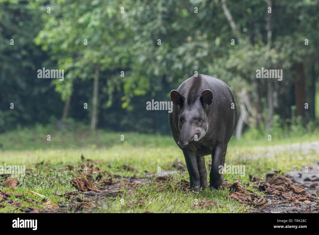 Tapir d'Amérique du Sud (Tapirus terrestris) à partir de la jungle amazonienne en Équateur. Photographié dans le parc national Yasuní. Banque D'Images