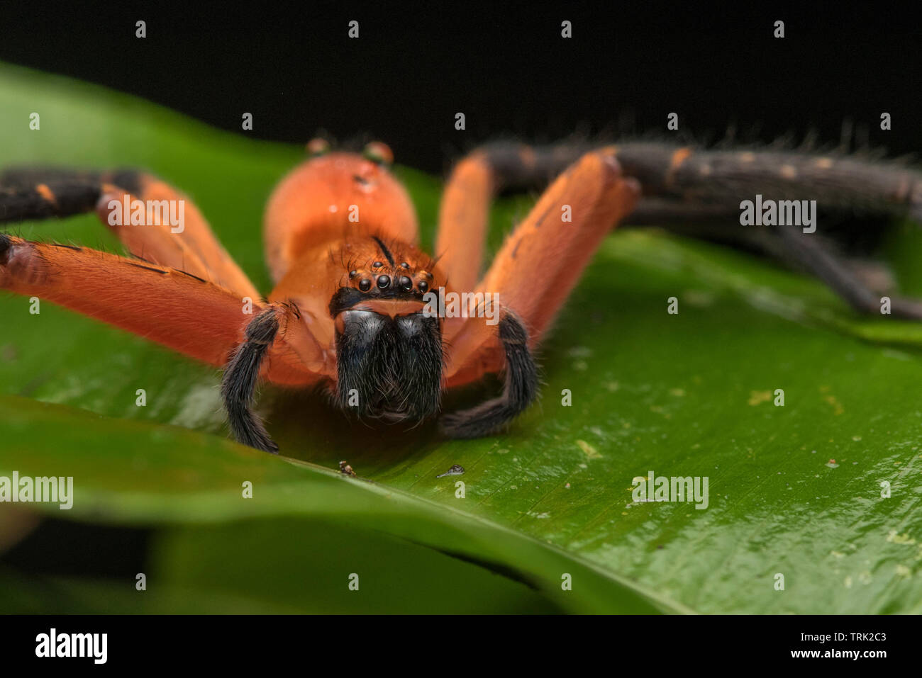 Une araignée colorée de la forêt amazonienne, peut-être un Olios Sadala ou espèces. Banque D'Images