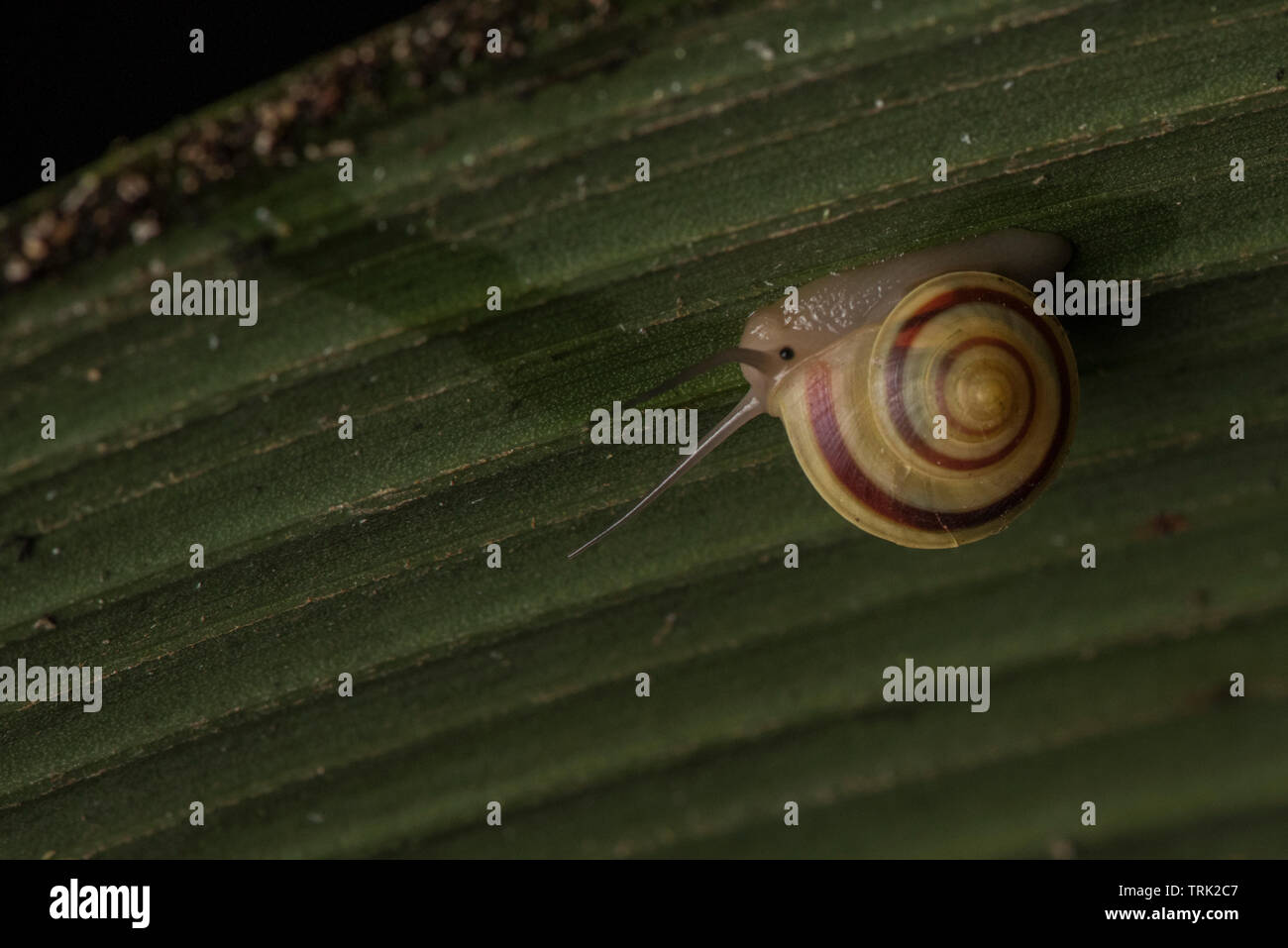 Un petit escargot de faire son chemin à travers la face inférieure d'une feuille dans la forêt tropicale équatorienne dans le bassin amazonien. Banque D'Images