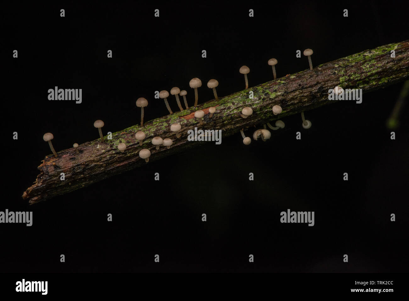 Petits champignons croissant sur une branche dans la forêt tropicale équatorienne de Yasuni National Park dans la jungle amazonienne. Banque D'Images