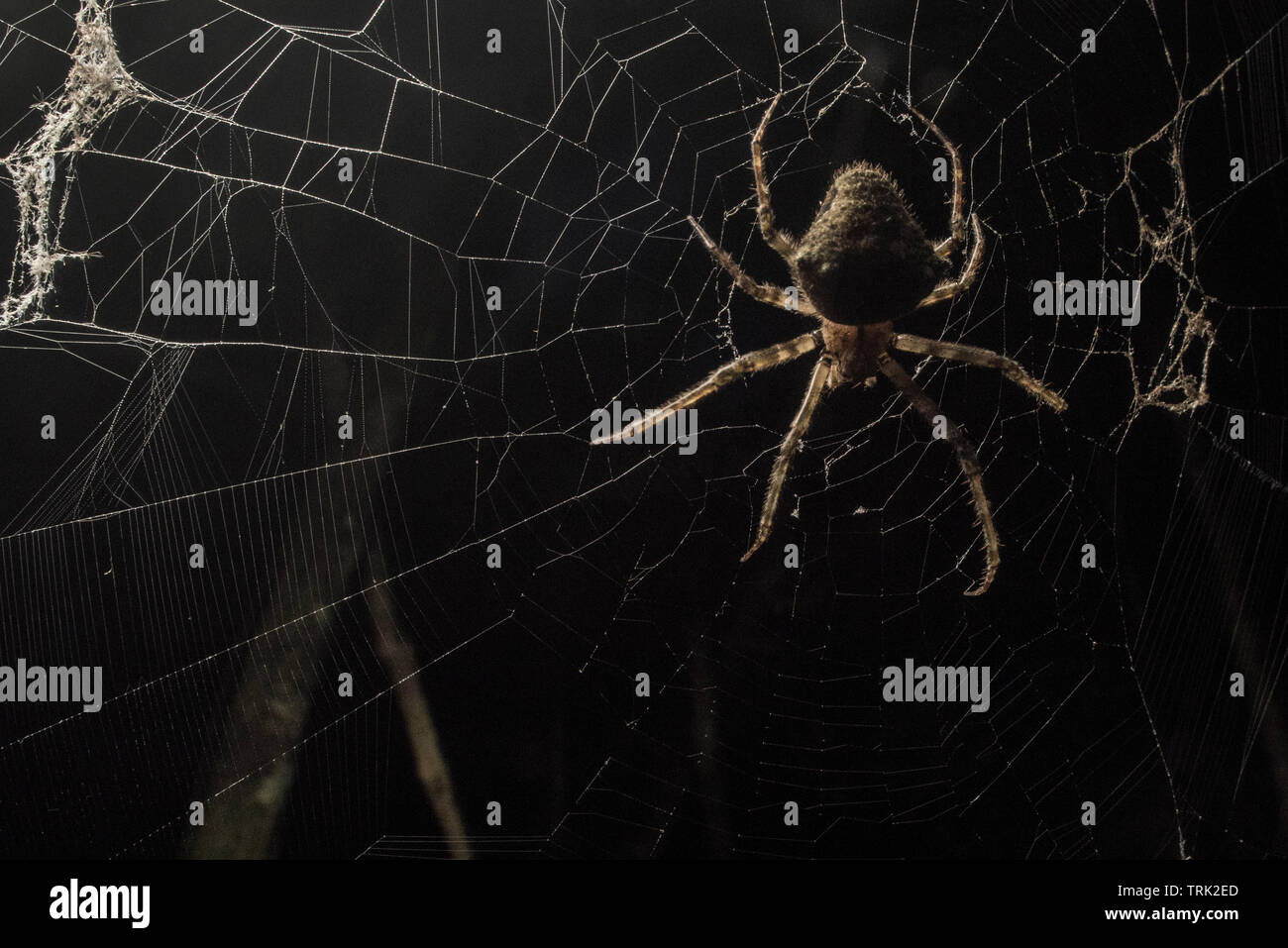 Un orbweaver araignée dans sa toile la nuit, éclairée par le côté par un flash. Banque D'Images