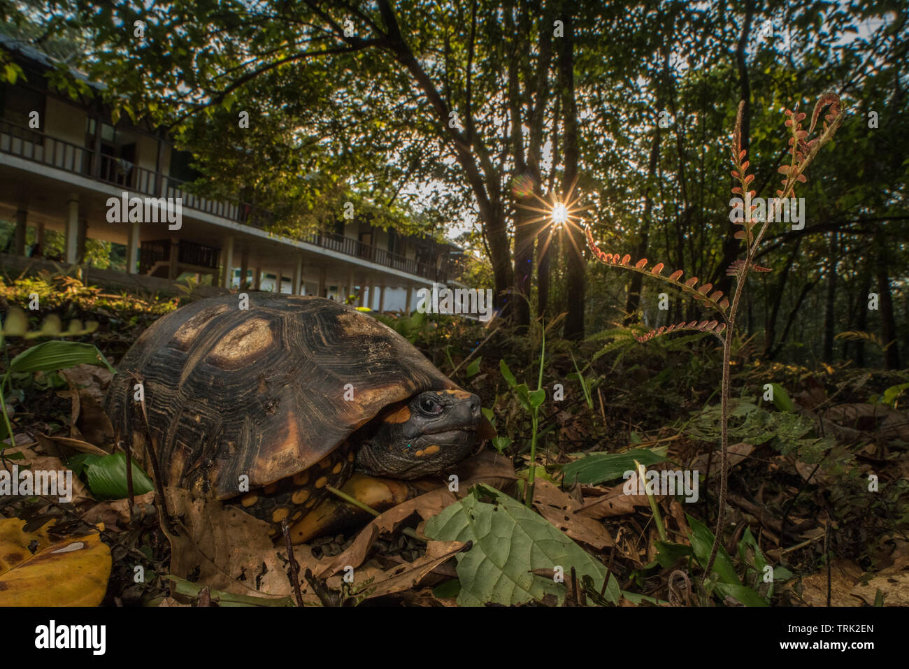 La tortue à pattes jaunes (Chelonoidis denticulata) une espèce de tortue de la région néotropicale en Amérique du Sud. Banque D'Images