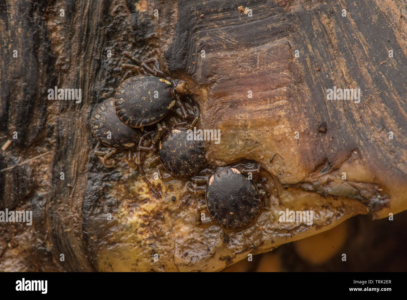 Les tiques dures dans le genre Amblyomma qui se nourrit d'une tortue à pattes jaunes dans l'Amazone. Leur hôte est menacé d'extinction cette espèce est donc. Banque D'Images